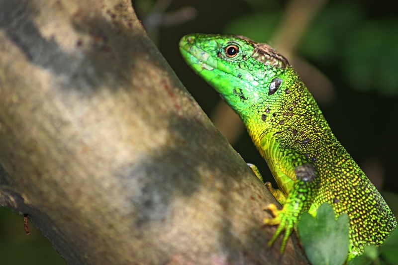 Lacerta bilineata